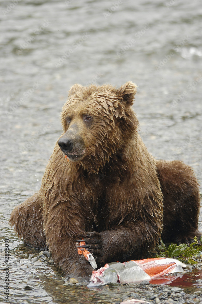 brown bear eating fresh salmon brown bear eating fresh salmon