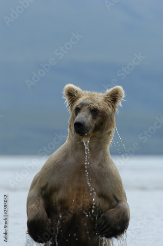 brown bear standing in brooks river