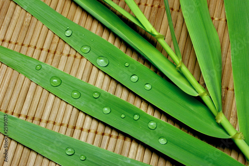 bamboo