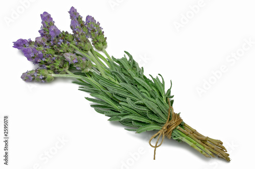 lavender
