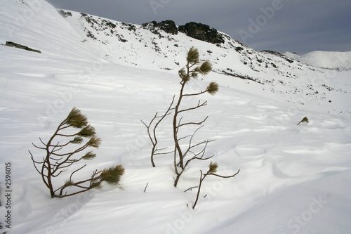 pine branches