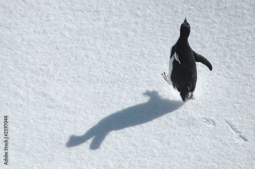 running penguin