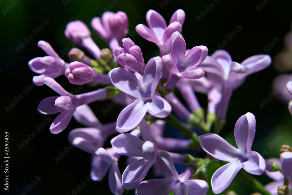 bush of lilac in early spring bush of lilac in early spring