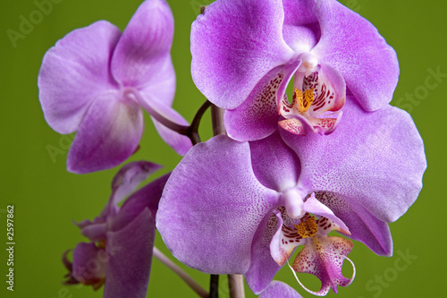 Fototapeta Naklejka Na Ścianę i Meble -  purple orchid