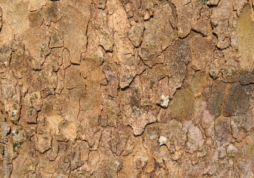 rough tree bark background.