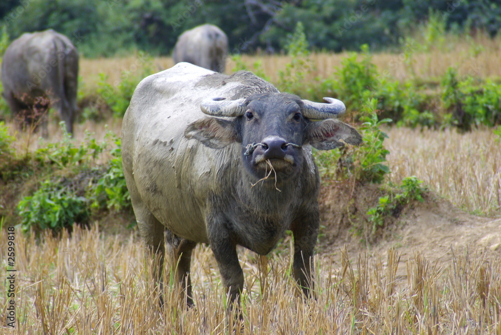 water buffalo 1