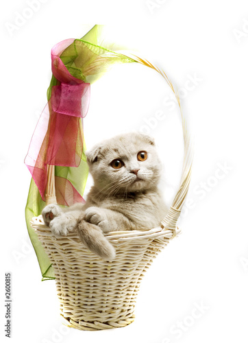 kitten sitting in a basket photo