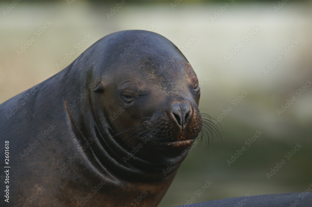 Naklejka premium south american sea lion - female