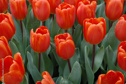 tulipe photo