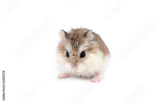 roborovski hamster