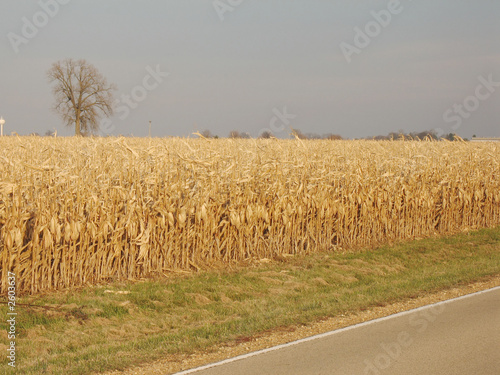 corn field