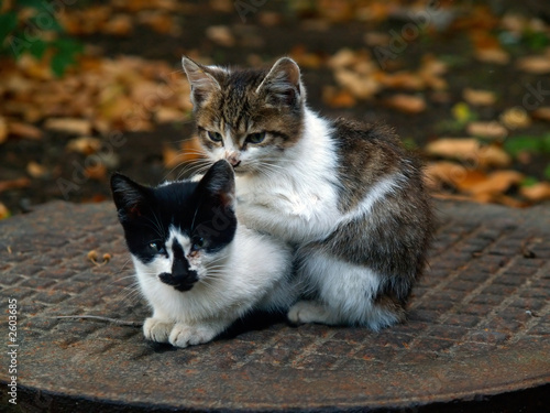 pair of pitiable homeless small cats get warming photo