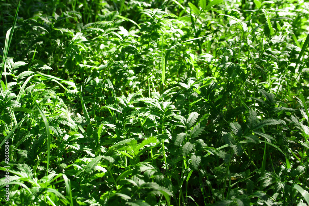 grass grass
