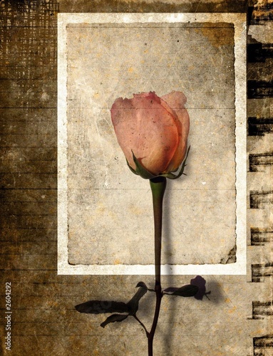 grunge rose postcard #2604292