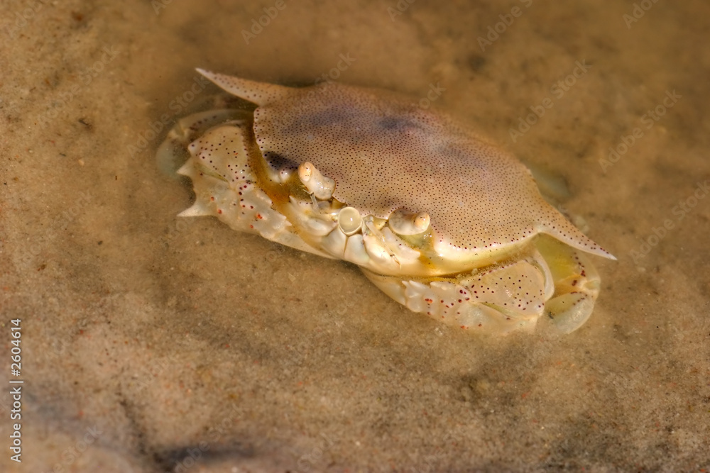 swimming crab