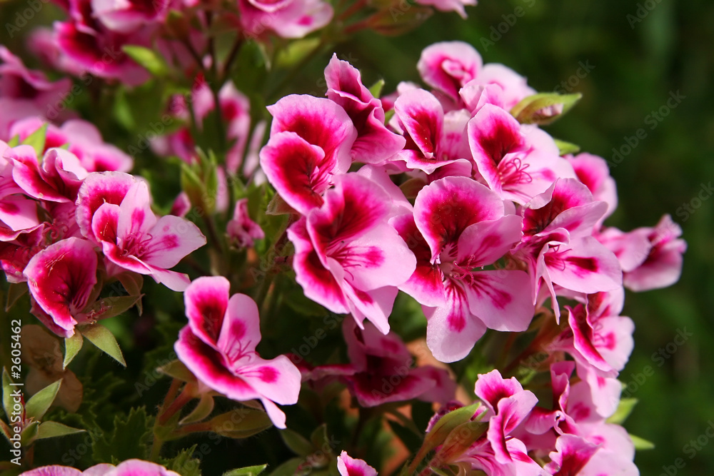 decorative flowers decorative flowers