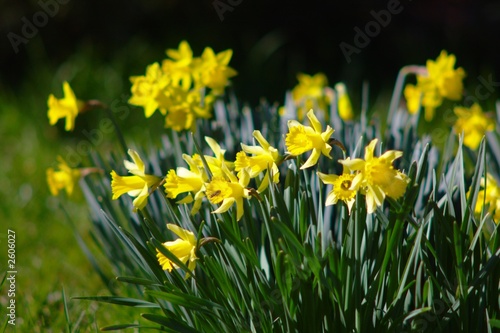 bunch of yellow daffodils