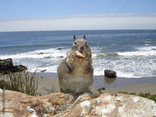 squirrel at the beach