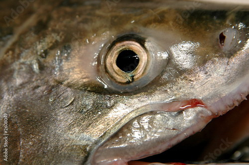 salmon eye 2