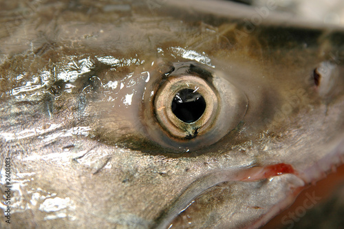 salmon eye