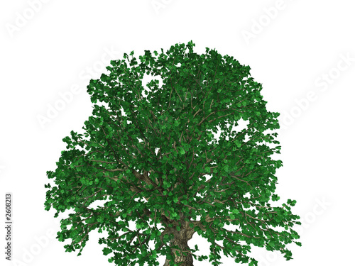 oak tree