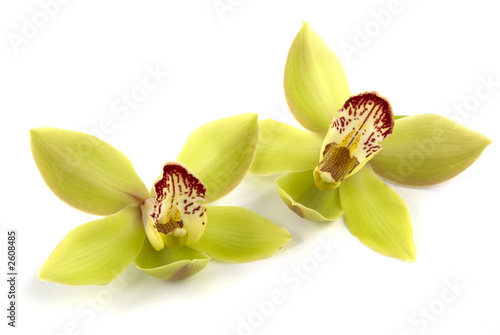 orchid photo