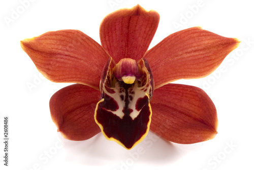 orchid photo