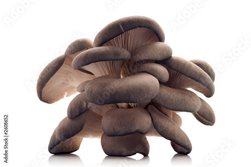 oyster mushroom