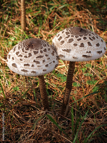 macrolepiota procera photo