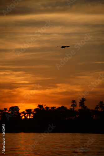 sunset with palm trees and the nile © Daniel Wiedemann