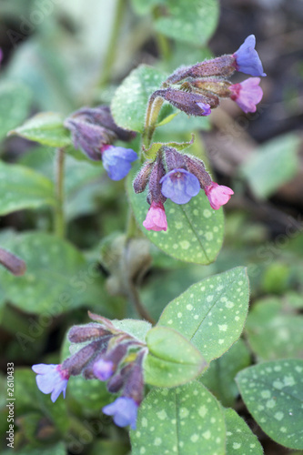 lungwort flowers