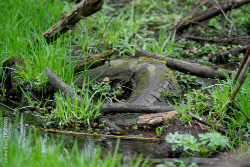 old tyre in puddle