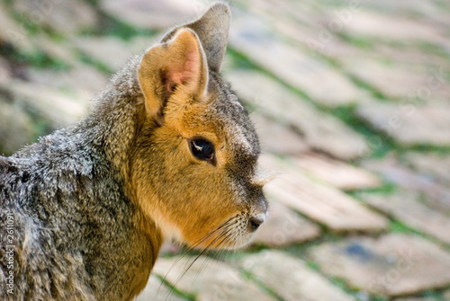 agouti photo