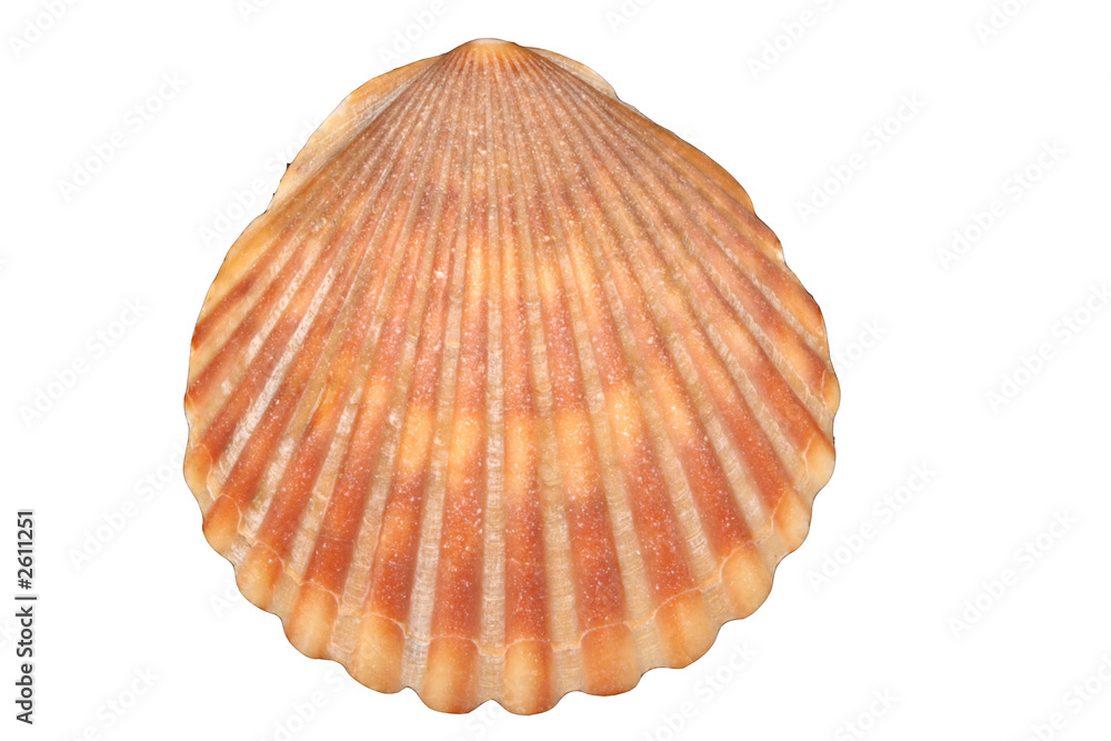 scallop shell - orange scallop shell - orange