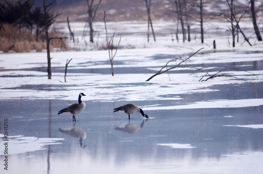 Fototapeta premium geese on the pond