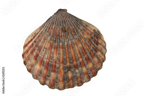 scallop shell - striped