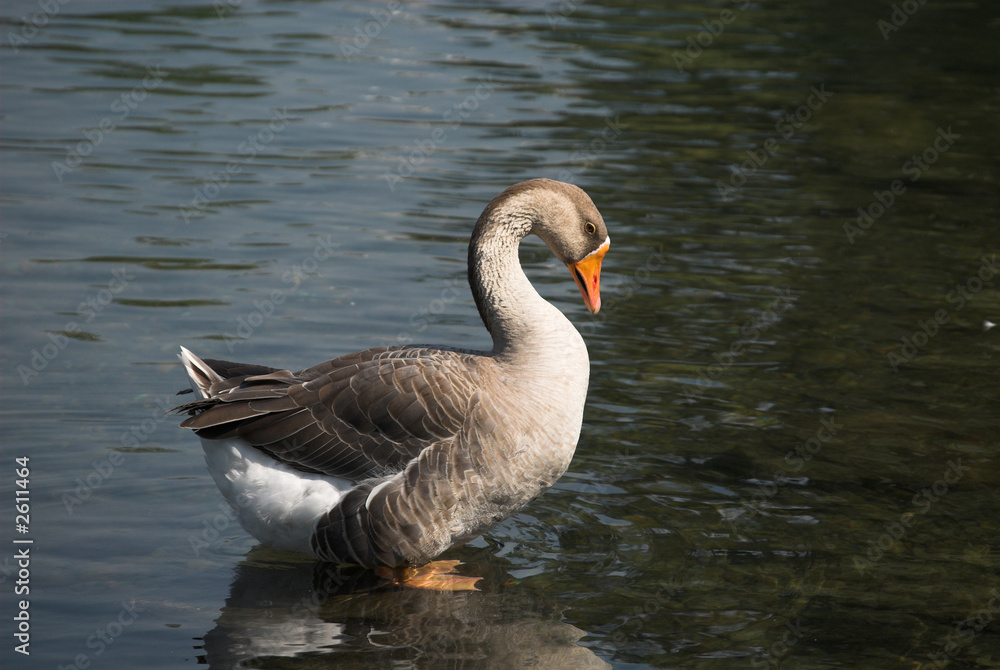 goose