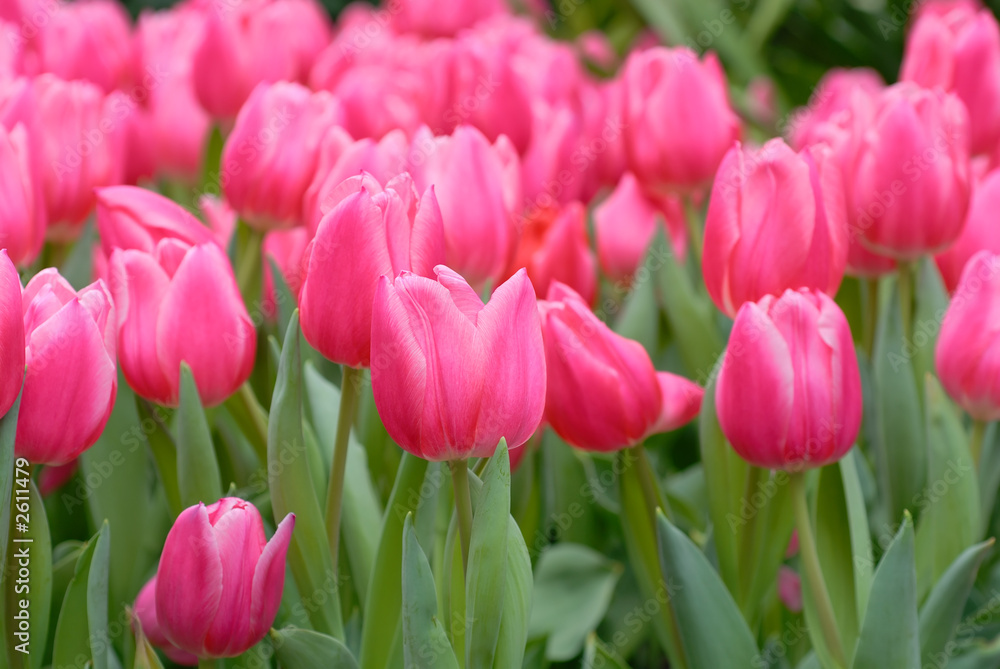 tulips tulips