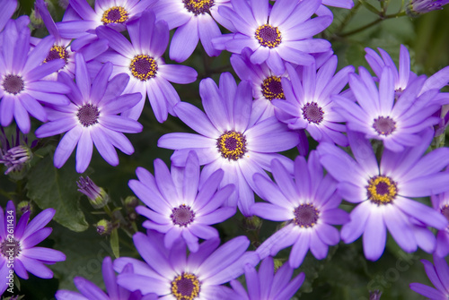 purple daisy © Steven Reed