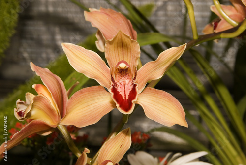 orchid flower photo