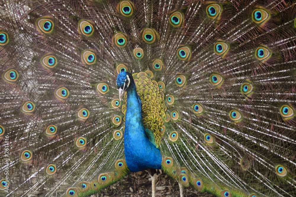 Obraz premium peacock in full display