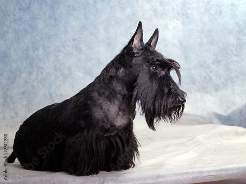 scotch terrier 04 photo