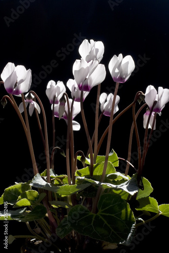 flowers cyclamen