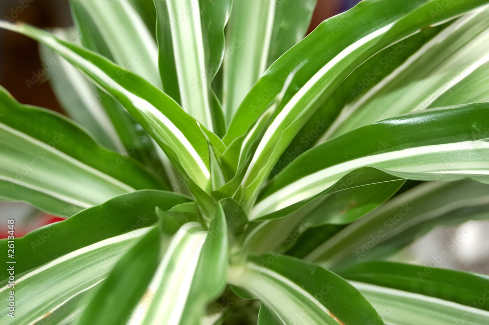 green leaves with white stripe green leaves with white stripe