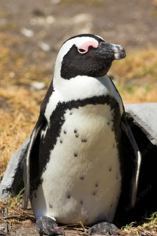 Fototapeta premium jackass penguin (demersus spheniscus)