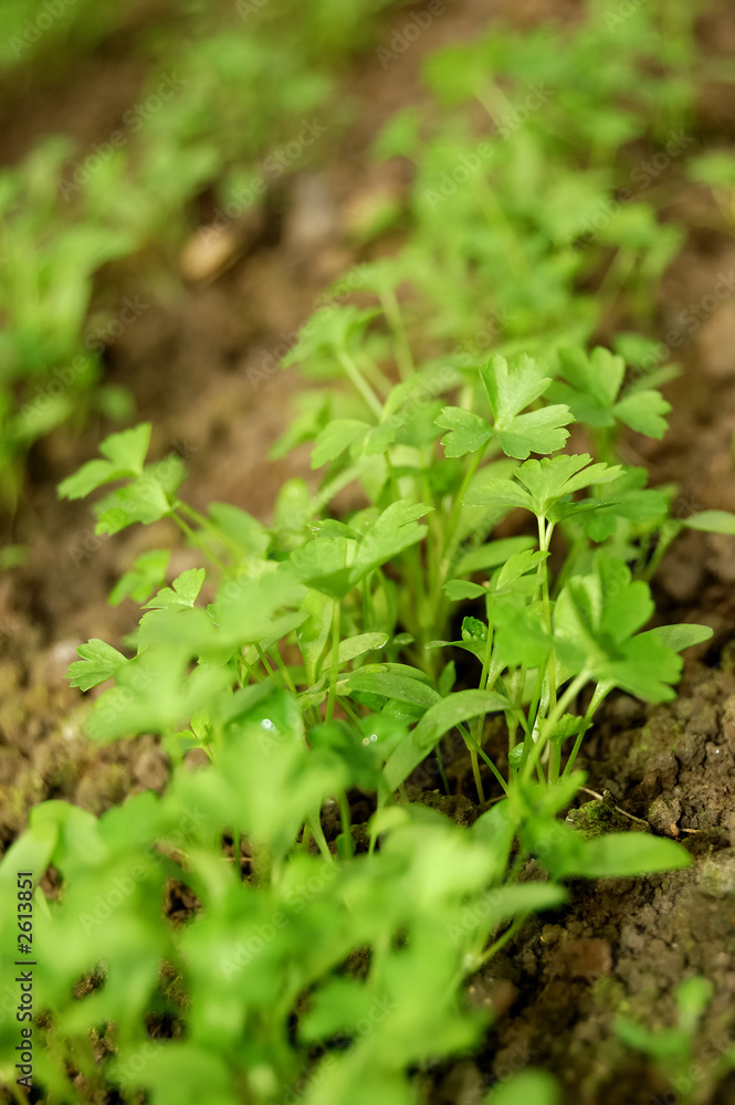 young parsley in greenhouse young parsley in greenhouse