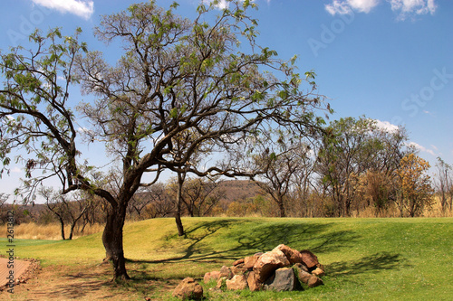 trees on the south african golf course.