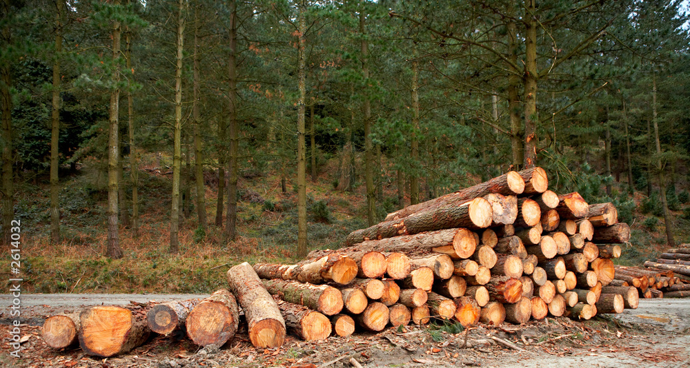 logs stacked