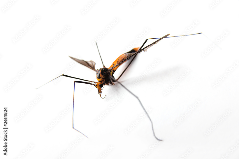 male mosquito 2 male mosquito 2