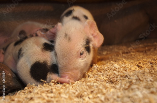 gloucestershire old spot piglets